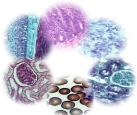 Biostains and Dyes